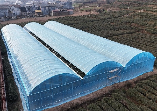 省生物農業(yè)所在鎮(zhèn)巴縣大市川村投建的茶園設施大棚主體落成