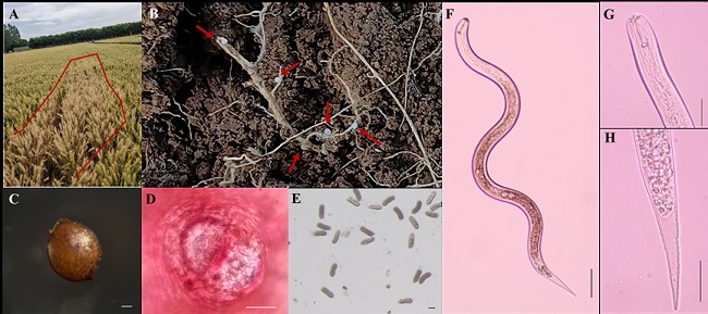 省生物農(nóng)業(yè)所首次在陜西發(fā)現(xiàn)菲利普孢囊線蟲（Heterodera filipjevi）為害小麥
